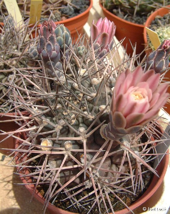 Gymnocalycium schickendantzii michoga JLcoll.1938